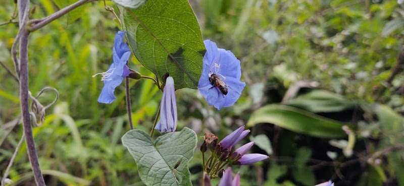 flores moradas-1600x738