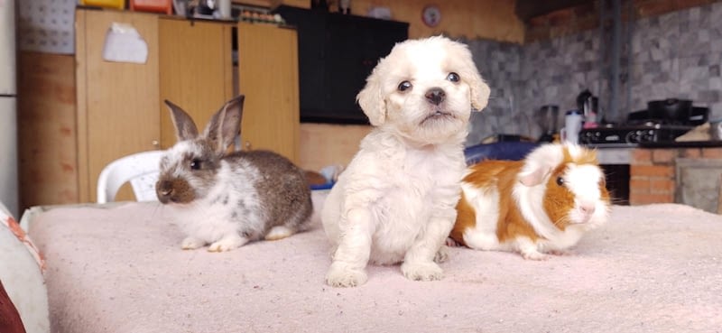 varios animales-1600x738