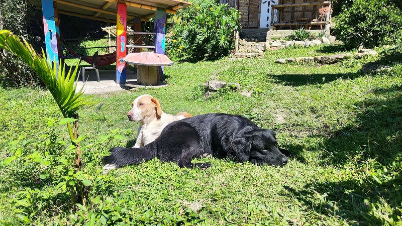 zona-social-animales