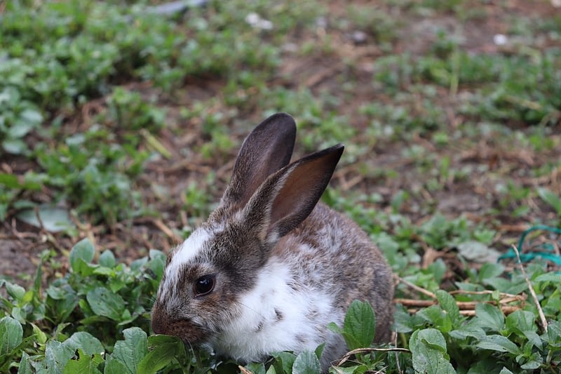 conejo-2400x1600