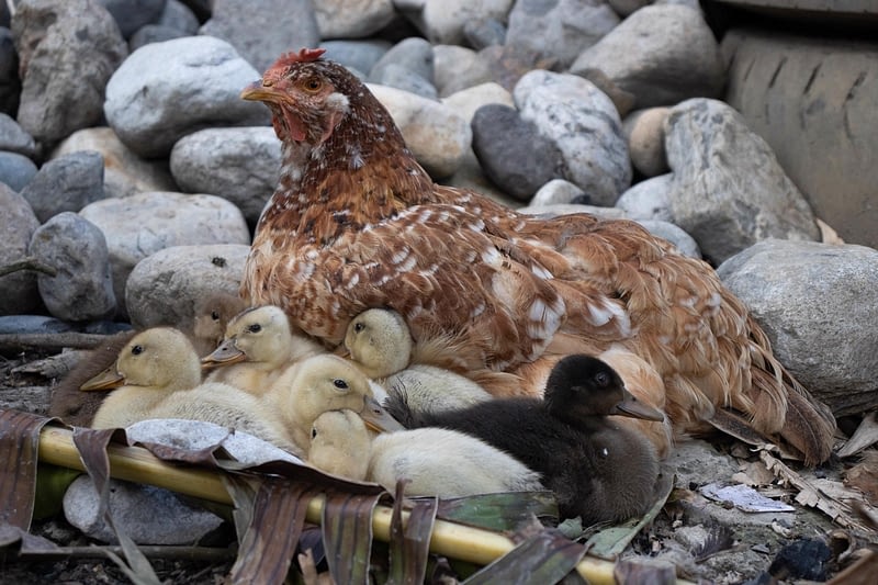 gallinas con patos-2400x1600