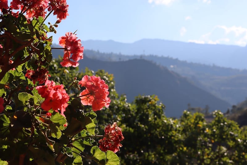 rosas rosa-1593x1062